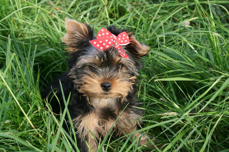 ��������:
