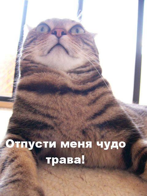 Описание: