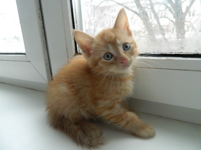 ��������:
